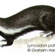Illustration for article titled Monday Mustelid - Lyncodon patagonicus Edition